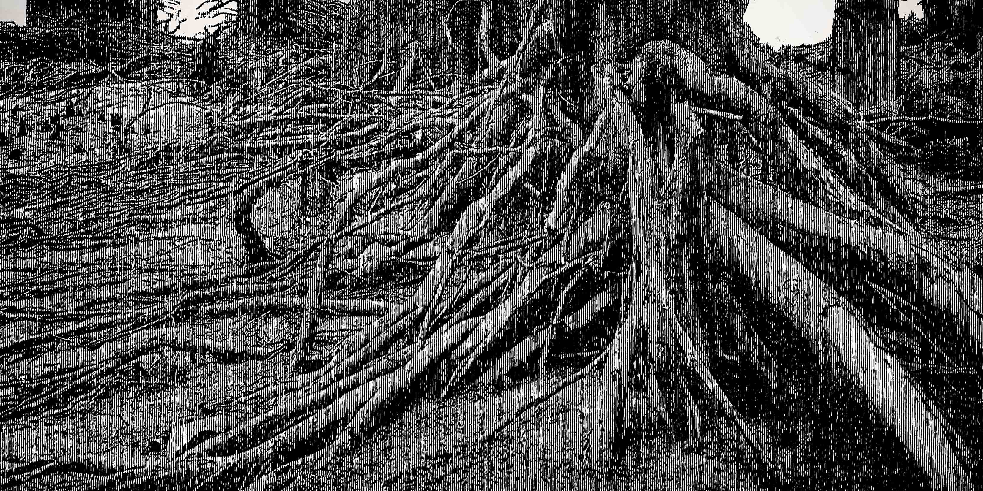 Roots 02