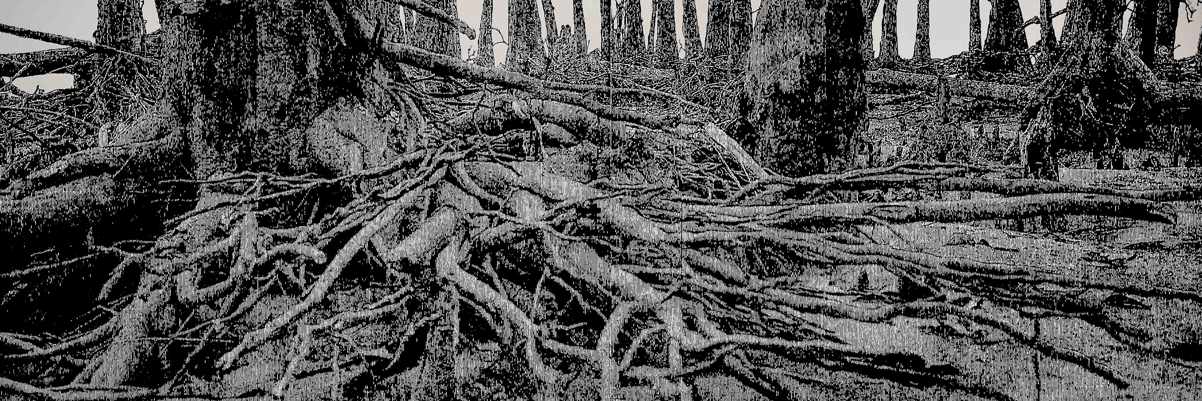 Roots